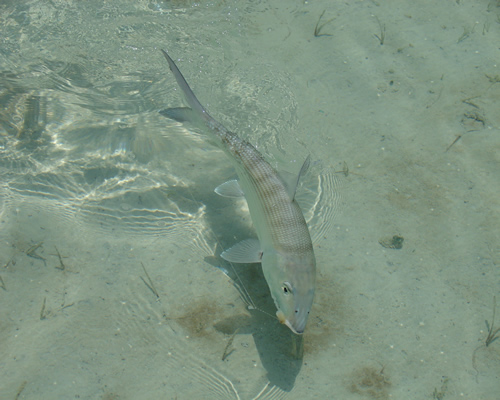 Cuba Bonefish